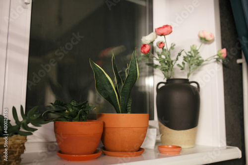 Flowers in pots on the windowsill in the apartment