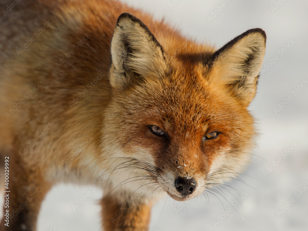 red fox winter portrait red fox winter portrait