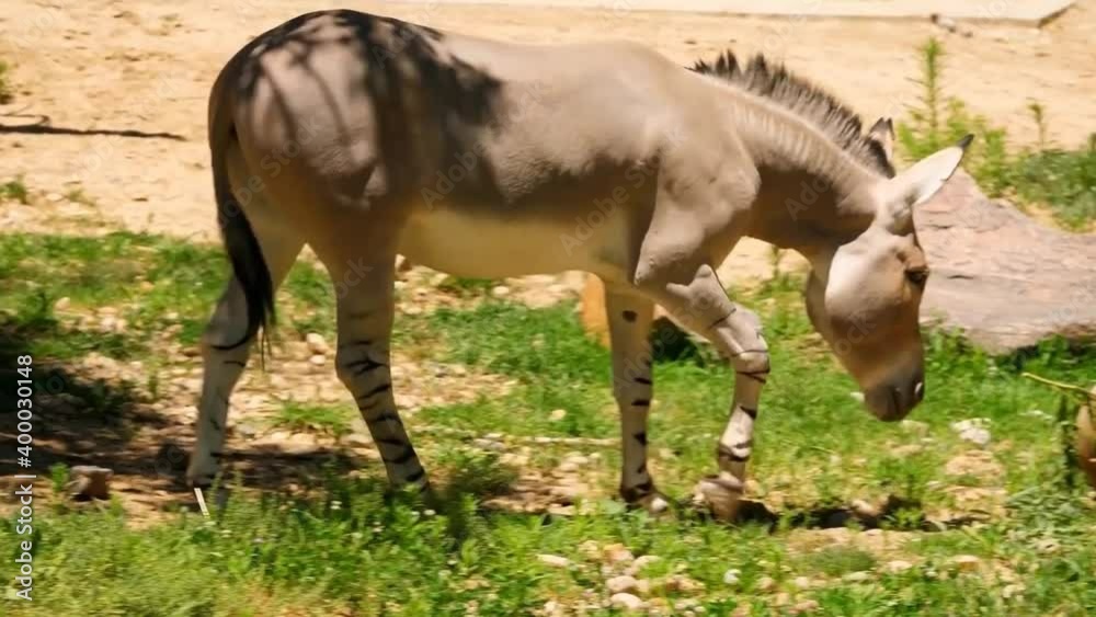 Donkey walking in field in daytime Donkey walking in field in daytime