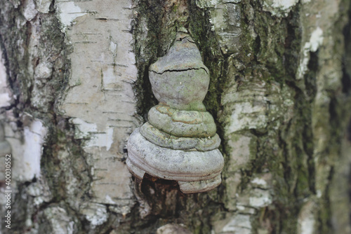 birch mushroom on a birch trunk