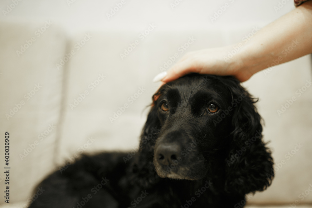 petting the dog on the head