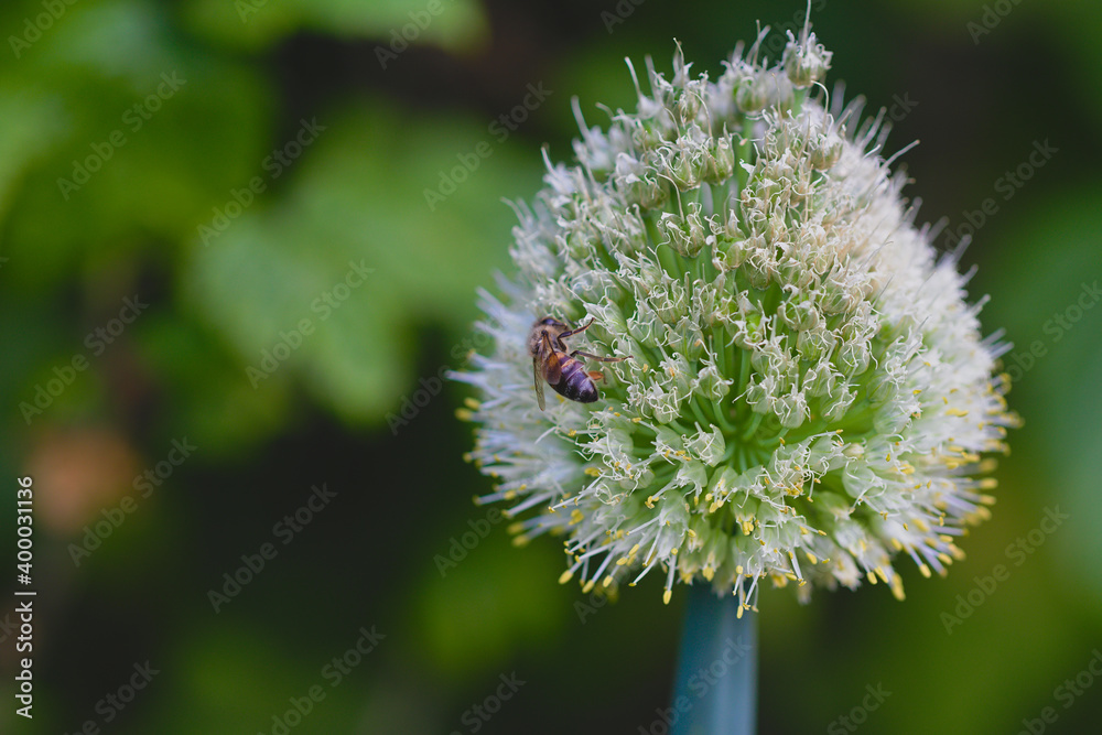 a little bee on a white flower of onion. a little bee on a white flower of onion.
