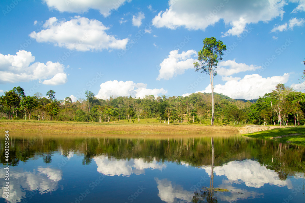 Obraz premium Green grass with sky reflecting in the forest