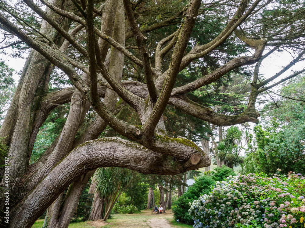 eucalyptus dans le jardin de Vauville dans la Manche en France