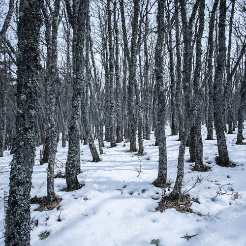 A path in snowy forest with many bare trees over the winter.