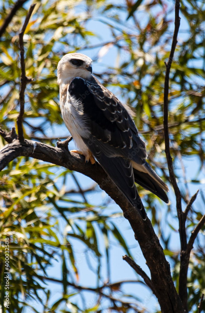 Elanion blanc, ..Elanus caeruleus, Black winged Kite Elanion blanc, ..Elanus caeruleus, Black winged Kite