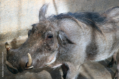 wild pig animal