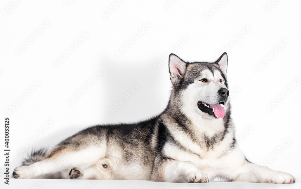 Alaskan Malamute dog lies on a white background in full growth