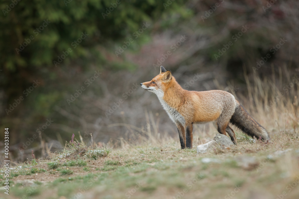 red fox in the woods red fox in the woods