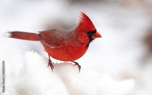 Fotografering Northern Cardinal in Snow