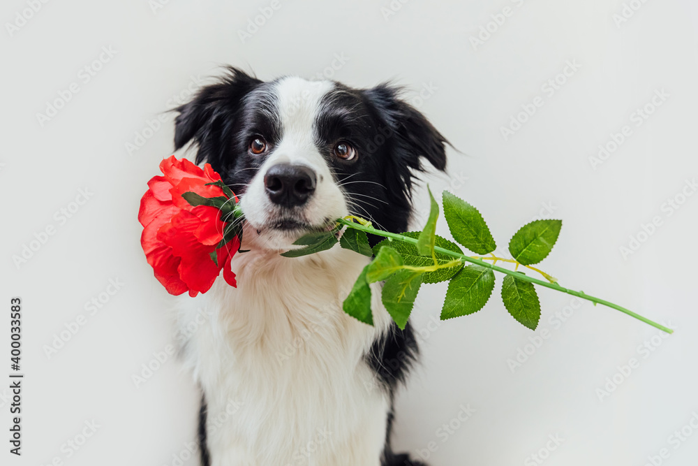 St. Valentine's Day concept. Funny portrait cute puppy dog border collie holding red rose flower in mouth isolated on white background. Lovely dog in love on valentines day gives gift.