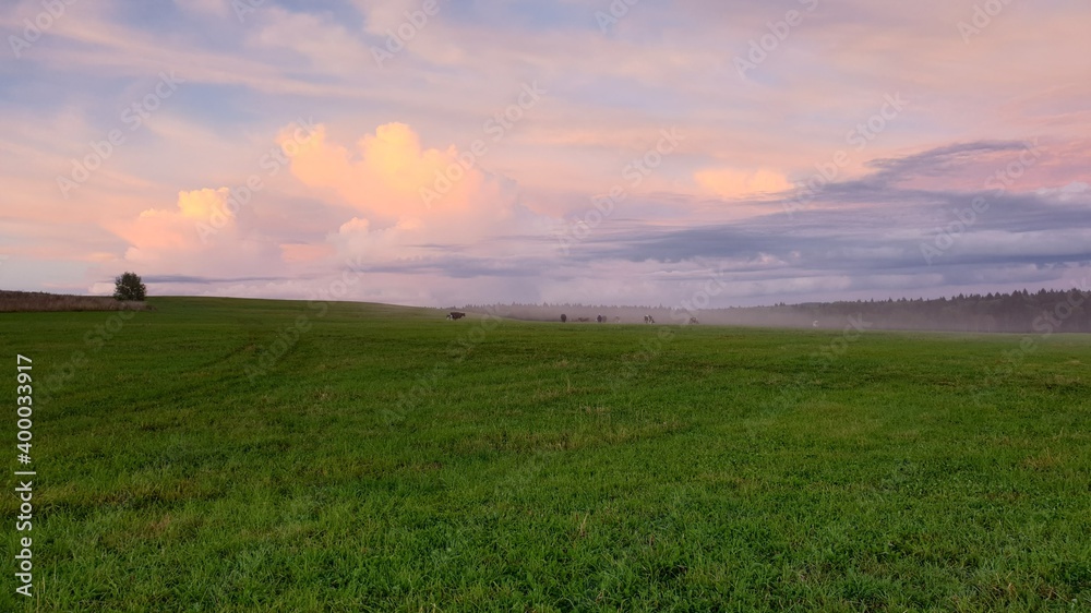 cows on the field