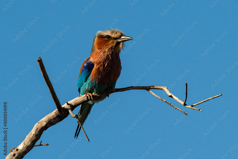 Fototapeta premium Rollier à longs brins,. Coracias caudatus, Lilac breasted Roller