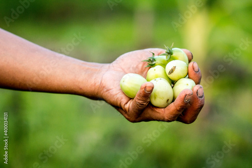 Farmer hand holding raw tomato.