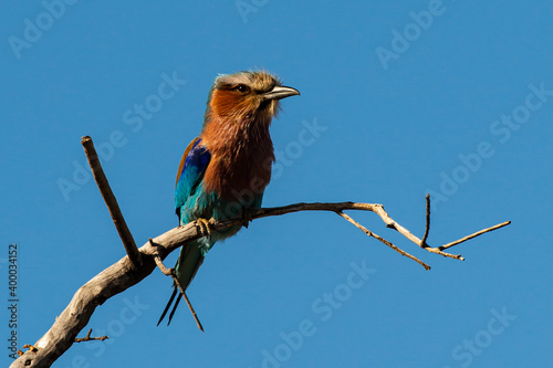 Rollier à longs brins,. Coracias caudatus, Lilac breasted Roller photo