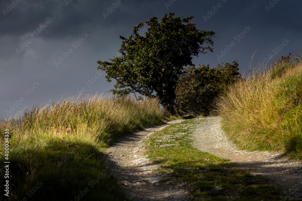 sunlit pathway on Arran with trees sunlit pathway on Arran with trees