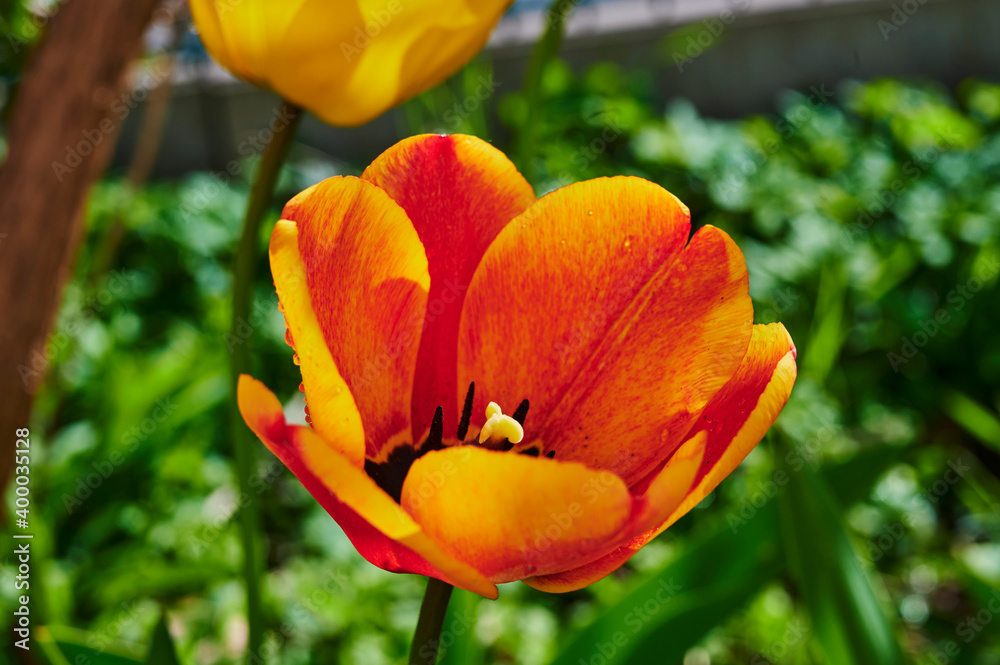 A scene with a colorful tulip (tulipa) in bloom in the garden. A scene with a colorful tulip (tulipa) in bloom in the garden.