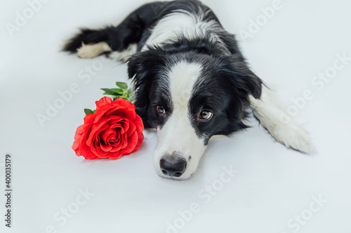 St. Valentine's Day concept. Funny portrait cute puppy dog border collie lying down with red rose flower isolated on white background. Lovely dog in love on valentines day gives gift. © Юлия Завалишина