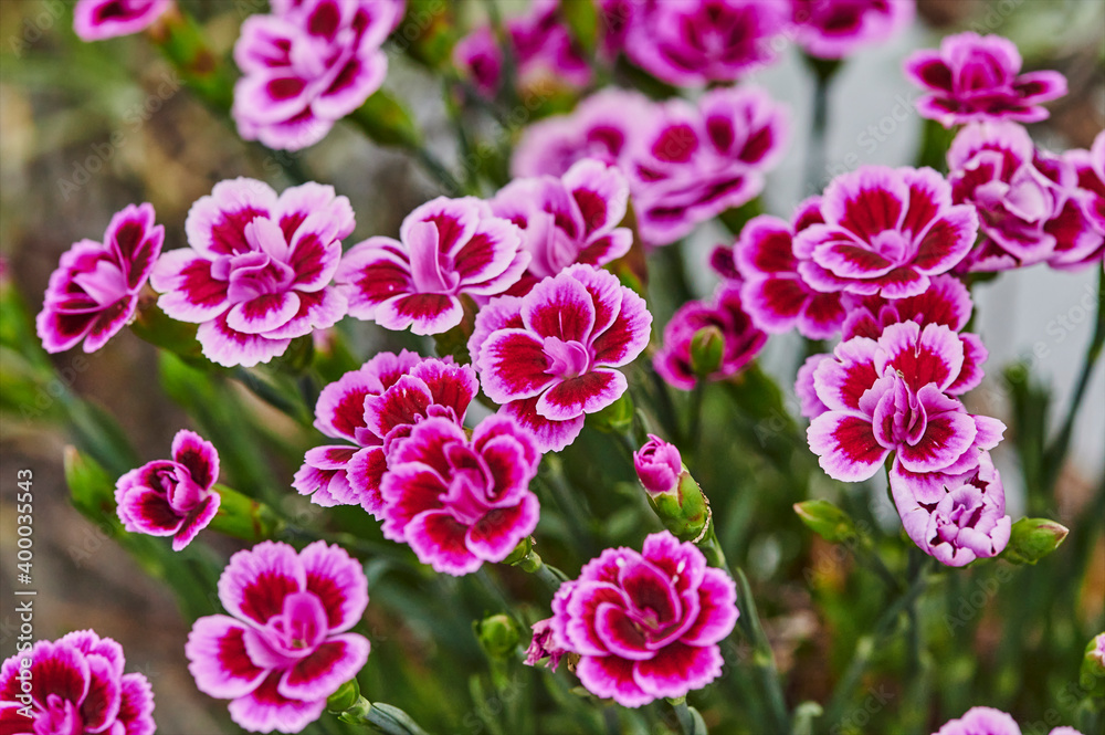 Macro shot of vibrant pink carnations (Dianthus caryophyllus) in the garden. Macro shot of vibrant pink carnations (Dianthus caryophyllus) in the garden.