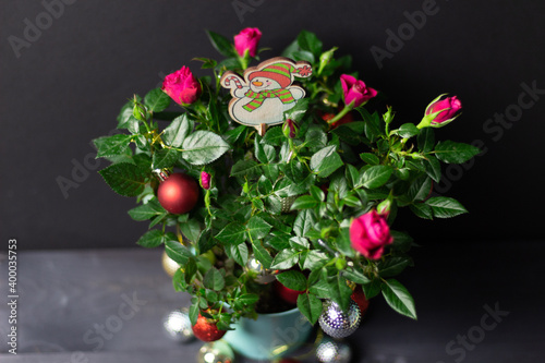 rose  flower bush in pot decorated with Christmas balls and snowman on black background