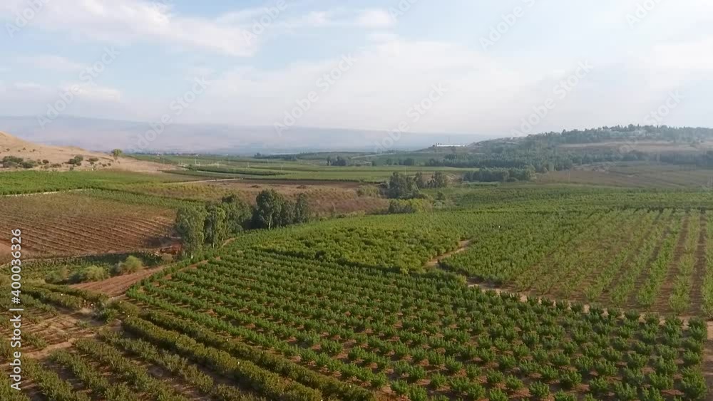Beautifully laid out vineyard field with rows upon rows of grape vine plants continuing off into the distant in a commercial style filmed from a drone. Beautifully laid out vineyard field with rows upon rows of grape vine plants continuing off into the distant in a commercial style filmed from a drone.