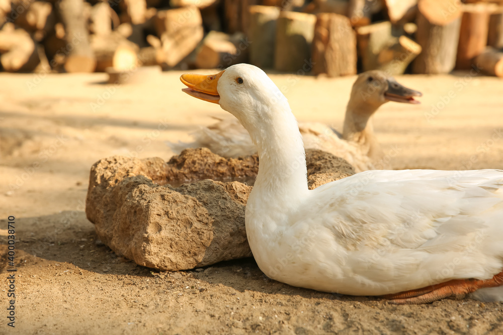 Beautiful domestic ducks in yard. Farm animal Beautiful domestic ducks in yard. Farm animal