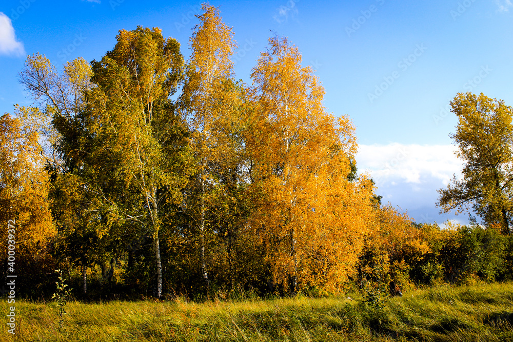 autumn forest