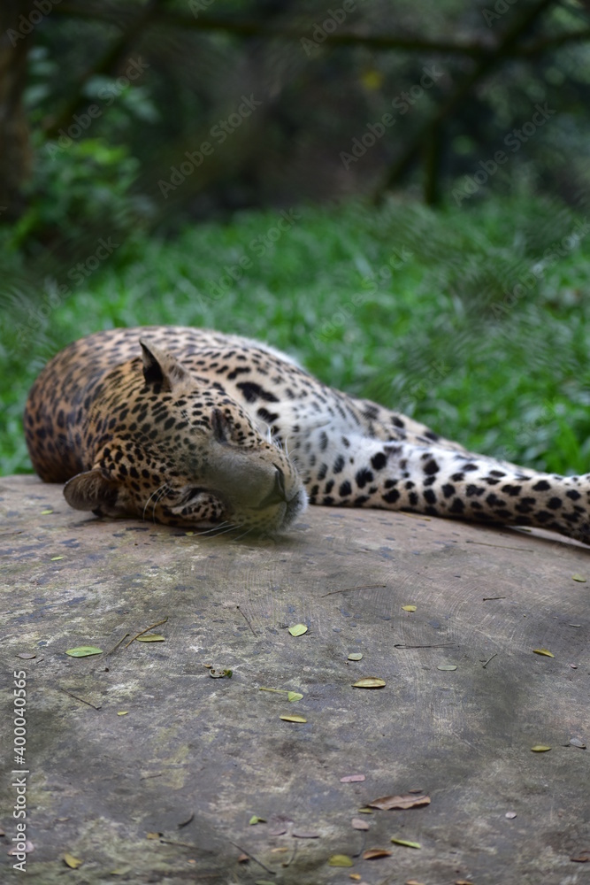 Jaguar, animal, puli, cheetah 