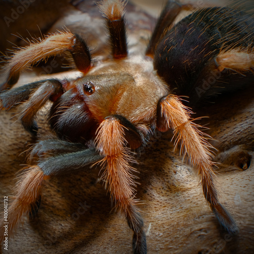 Mexican Fireleg Tarantula. Latin name Brachypelma boehmei photo