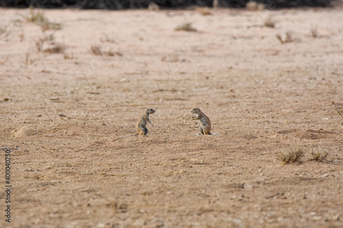 Ground squirrels in a good talk  Kgalagadi TFP  South Africa