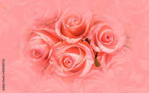 colorful pink rose flowers top view closeup  natural pattern background