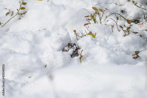 Brown Squirrel hiding in snow pile