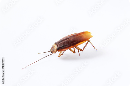 Action image of close-up cockroach isolated on white background.