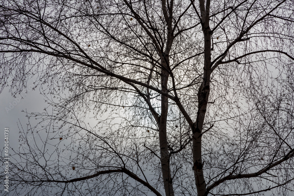 Silhouette of a birch tree backlit. Betula pubescens, alba. Silhouette of a birch tree backlit. Betula pubescens, alba.