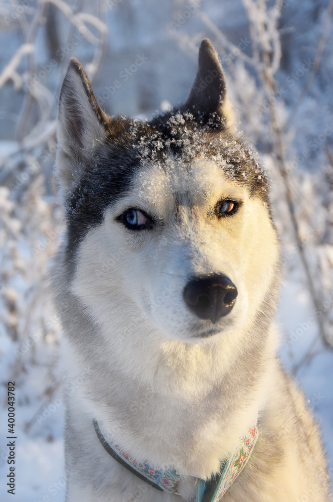 portrait of listening distrustful husky dog in the snow