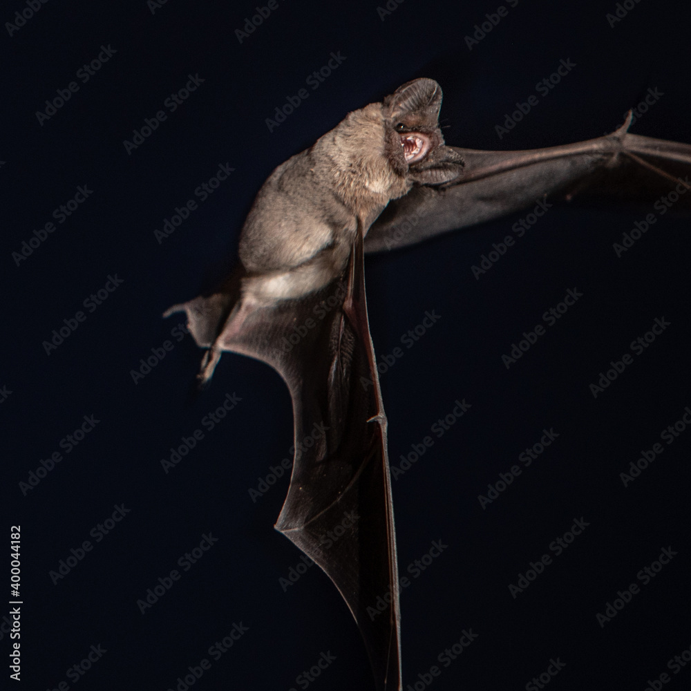 Fototapeta premium Mexican Free Tailed Bat