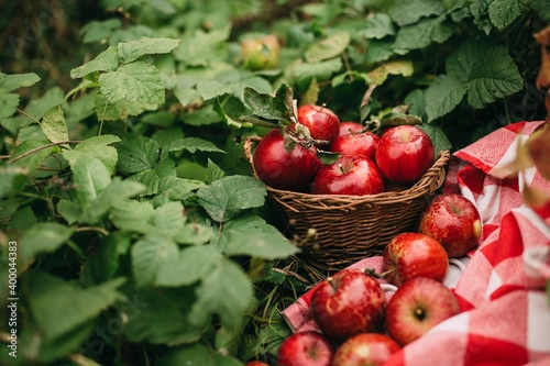 Red apples in basket, autumn garden, harvest time © Lena Ivanova