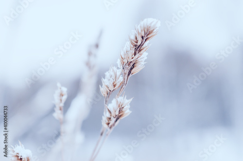 Dry snow-covered pampas grass close-up.Natural background. Copy space, selective focus with shallow depth of field