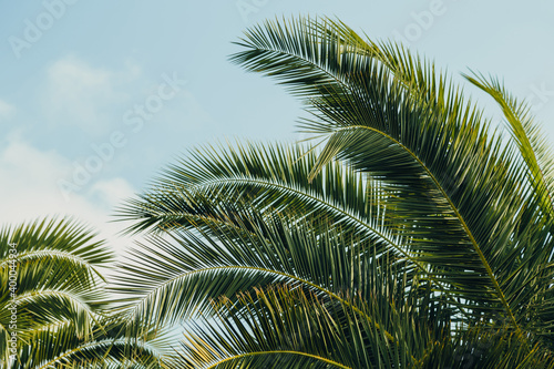 Tropical jungle  palm leaves on a sunny day  sky.