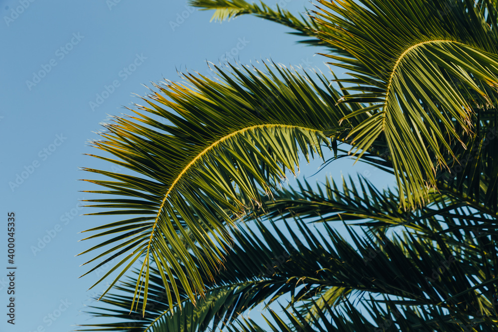 Tropical jungle, palm leaves on a sunny day, sky. Tropical jungle, palm leaves on a sunny day, sky.