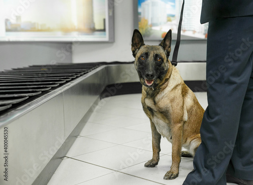 Cropped image of a dog for detecting drugs sittings near customs officers inside airoport on rulling band luggage.