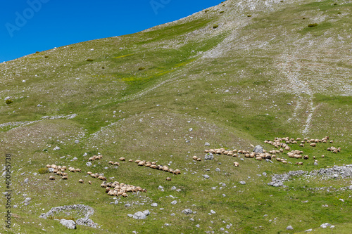 grass in the mountains