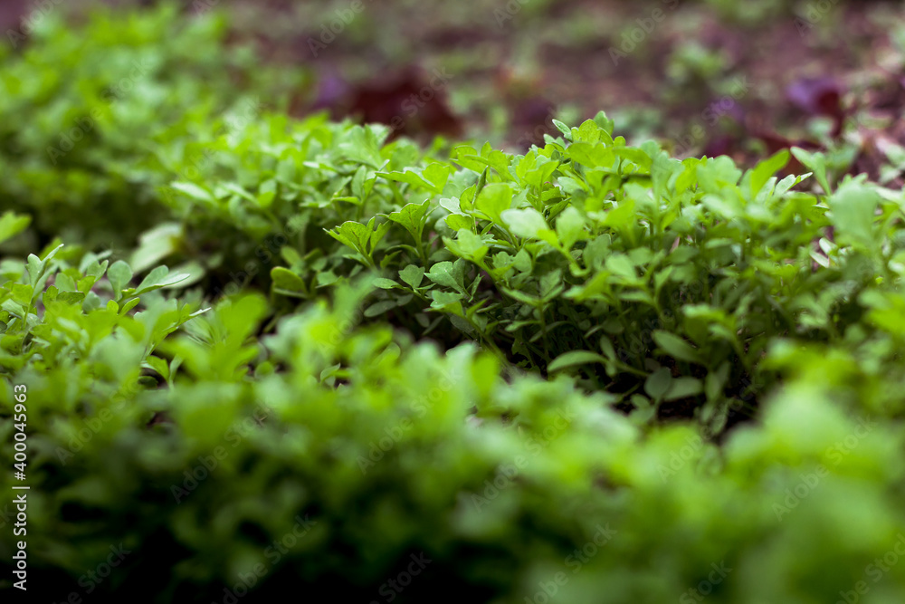 young green garden plants vegetables in garden. close up young green garden plants vegetables in garden. close up