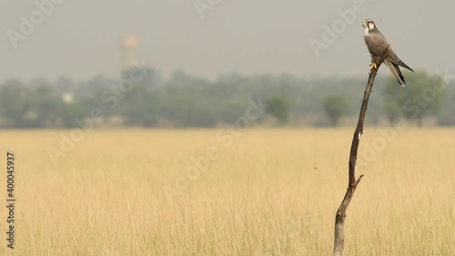 Wide shot of Laggar or lugger falcon or Falco jugger perched with an eye contact on winter morning drive at at tal chhapar blackbuck sanctuary churu rajasthan india