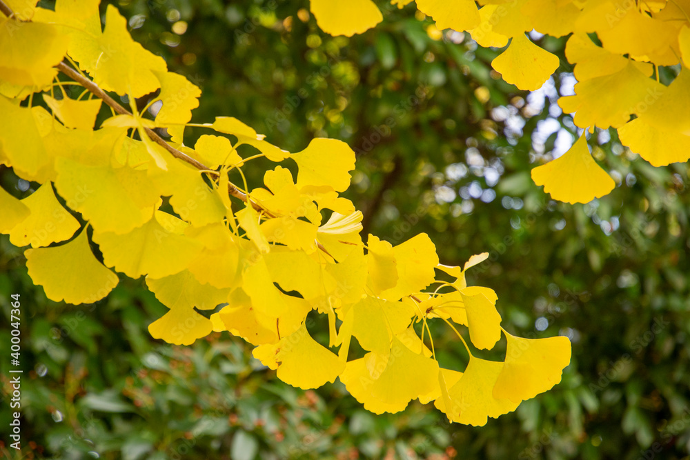 Closeup of Ginkgo leaves in their full autumn splendor, in the Mt Pleasant neighborhood of Washington, DC. Closeup of Ginkgo leaves in their full autumn splendor, in the Mt Pleasant neighborhood of Washington, DC.