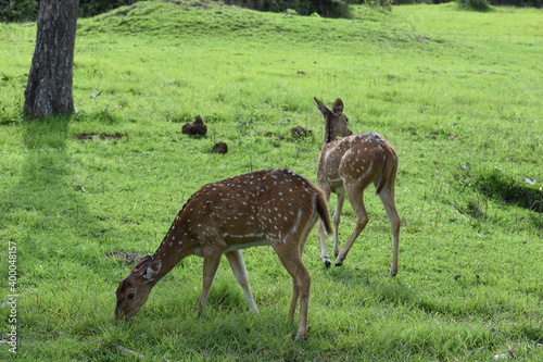 The roe deer on the forest edge