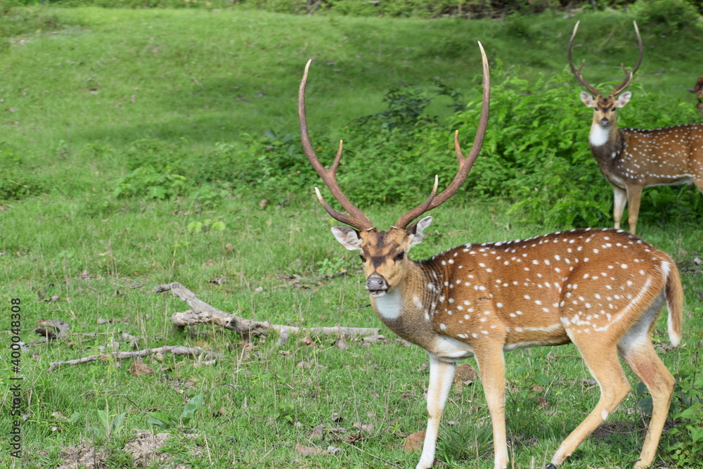 Obraz premium The roe deer on the forest edge