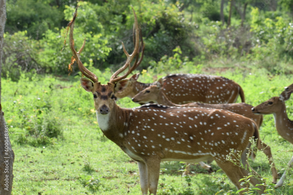 The roe deer on the forest edge The roe deer on the forest edge