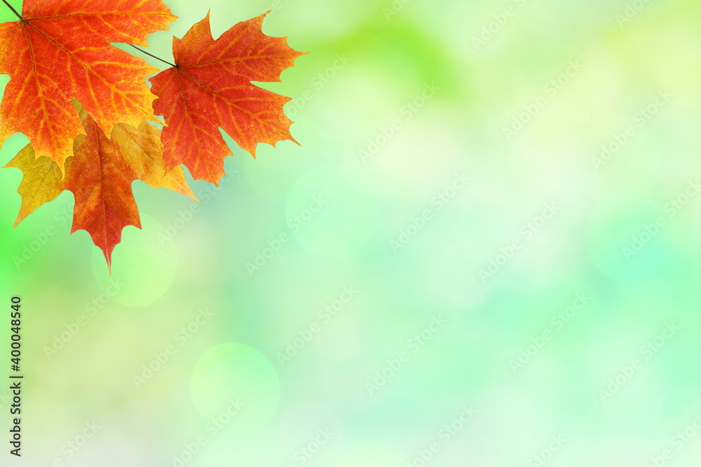 multicolor fallen dried autumn leaves on blur bokeh background with text copy space