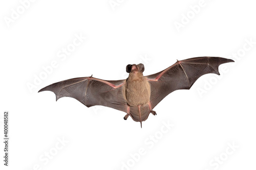 Mexican Free Tailed Bat